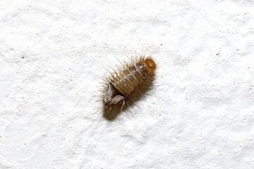 Close-up of Carpet Beetle Larva on White Surface, isolated