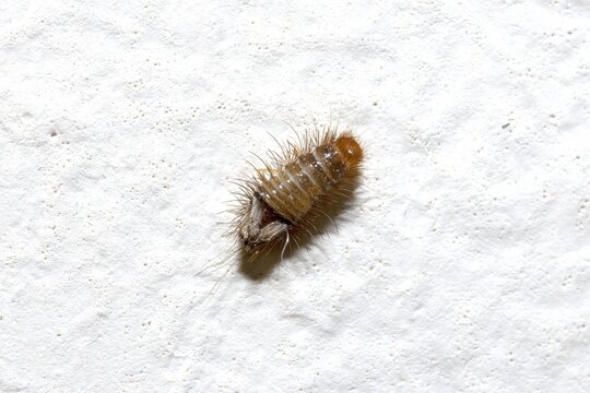 Close-up of Carpet Beetle Larva on White Surface, isolated