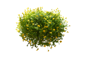 Yellow flower bush isolated