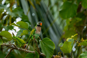 Red-breasted parakeet