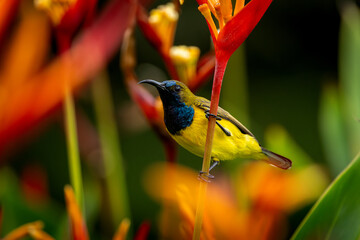 Olive-backed Sunbird