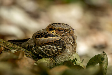 Large-tailed Nightjar