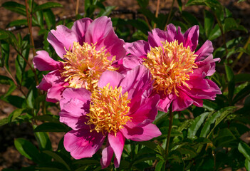 Obraz premium Magnificent buds of unusual bright pink peonies with yellow stamens, close-up.