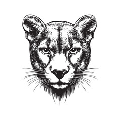 illustration of a puma