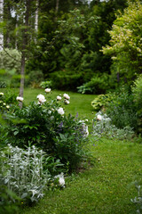 beautiful summer ornamental garden view with white peonies and stachys and curvy lawn pathway