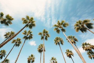 Tree sky outdoors nature.