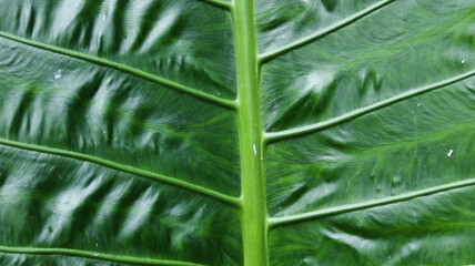 background texture green leaf structure