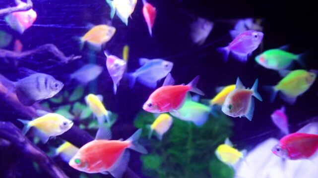 A vibrant group of colorful glofish swim in a dark aquarium. These genetically modified fish display a range of neon hues, including pink, yellow, green, purple, and blue, creating a mesmerizing displ