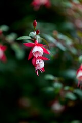 Vibrant fuchsia flower close-up