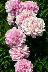 Magnificent buds of unusual soft pink peonies close-up.