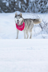 Husky dog with red scarf standing in snow smiling