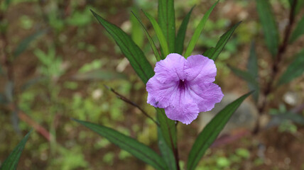 Fototapeta premium Kencana ungu or Ruellia angustifolia is blooming in the garden