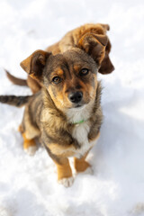 Brown mutt puppy dog sitting outdoor. Mix Breed