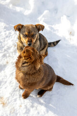 Brown mutt puppies dog sniffing. Mix Breed