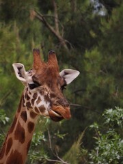 giraffe headshot