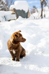 Brown mutt puppy dog sitting outdoor. Mix Breed
