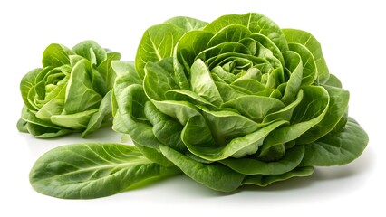 Fresh Butter Lettuce Crisp Green Layers & Organic Goodness V1