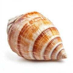 Obraz premium Seashell, ocean, spiral, texture, white background, nature, decor