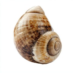 Seashell spiral, isolated, white background, ocean souvenir