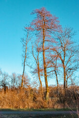 campagne du pays de Gex