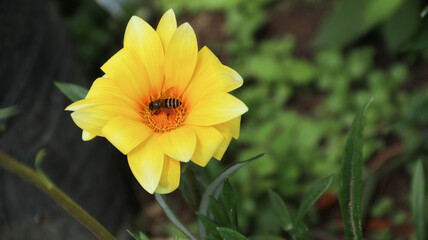 Gazania rigens yellow flowers treasure African daisies flowering plant yellow blooms. bee on the yellow flower. top view
