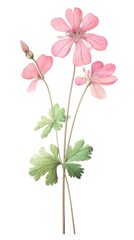 Obraz premium Illustration botanical geranium flowers.