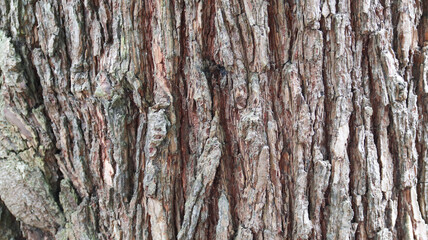 Close-up of tree bark texture background showcasing natural wood patterns and rough grainy surface, ideal for eco-friendly projects and nature-themed designs. Organic material