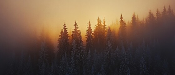 Naklejka premium Foggy evergreen forest illuminated by an ethereal sunrise, casting a magical glow through the misty trees.