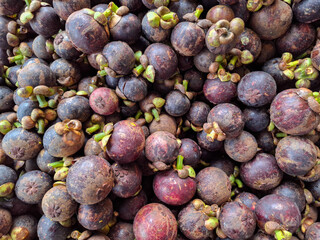 pile of purple mangosteen fruit. fruit whose skin can be used for health