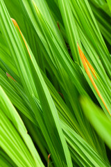 vertical view of Green leaves background. The sun shining through green leaves in the garden.