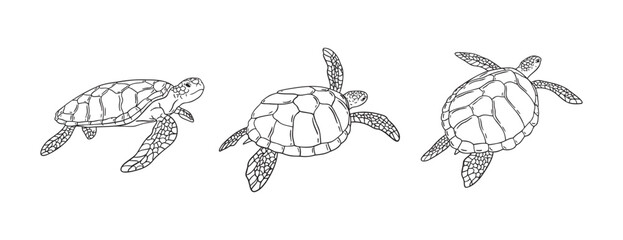 Stripes sea turtle swimming. realistic sea turtle doodle hand drawn isolated line black icon 