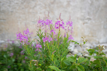Rosebay willowherb or bombweed (Chamaenerion angustifolium). Great willowherb. Fireweed. Whitewashed wall in the background. Selective focus.