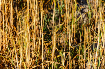 Fototapeta premium close view of a summer wheat field at sunset