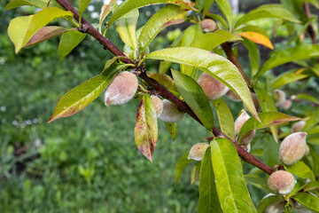 close up of a peach tree