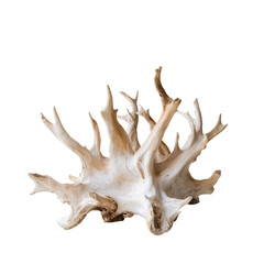 Coral display underwater scene natural art marine environment aesthetic viewpoint transparent background