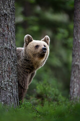 Obraz premium Female brown bear portrait in the forest