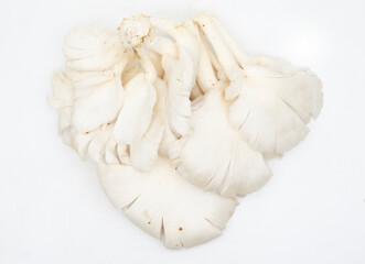 Close-up of mushrooms,Indonesia
