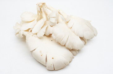 Close-up of mushrooms,Indonesia
