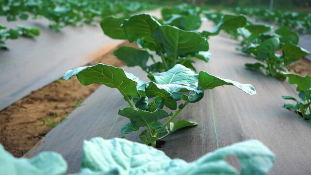 hydroponic farming setup where leafy green vegetables, likely lettuce, are being cultivated in rows