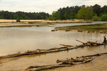 Drifting sand with exceptional pools due to heavy rain, Loonse en Drunense Duinen National Park, North Brabant, Netherlands