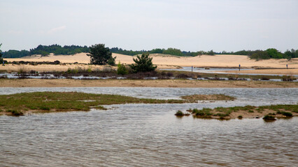 Drifting sand with exceptional pools due to heavy rain, Loonse en Drunense Duinen National Park, North Brabant, Netherlands
