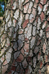 Bark of Pine tree (Pinus sylvestris)