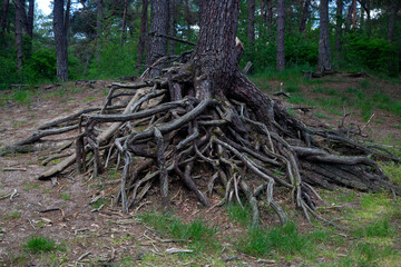 Bare roots of fir trees