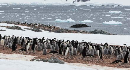 Colony of penguins on snowy antarctic coastline with icebergs