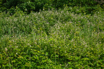Man-size high bush of flowering Blackberry (Rubus sp.)