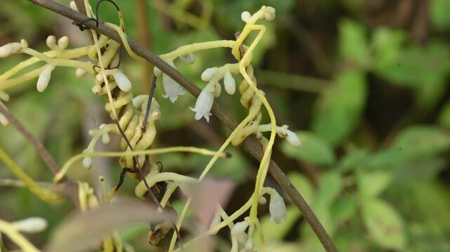 Cuscuta or Dodder flower. It is a genus of over species of yellow, orange or red parasitic plants. Its identified by its thin stems appearing leafless, with the&nbsp;leaves&nbsp;reduced to minute scales.Amarbel