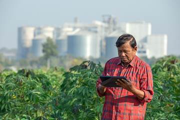 Elderly farmer using digital tablet standing in cassava field with grain silos in background. Farming and agriculture concept © Pituk