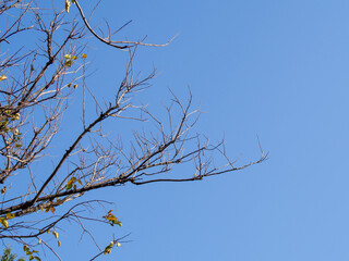Leafless or has fallen leaves Blue sky background and copy space