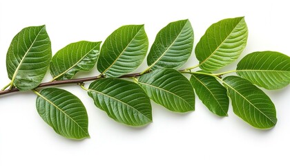 Fototapeta premium Guava branch adorned with vibrant green leaves resting on a clean white background showcasing full depth of field and intricate details
