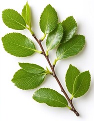 Fototapeta premium Green alder buckthorn branch displaying fresh leaves creating minimalist botanical composition against pristine white background